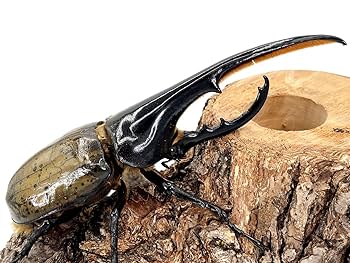 カブトムシ　オス　メス　標本　ケース付き　早い者勝ち！ カブトムシ オス メス 標本 ケース付き 早い者勝ち！